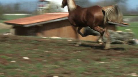Being run horses  4 Stock Footage 31197822