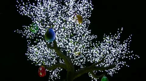 Being shone a tree Stock Footage 10893653