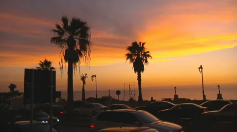 Beirut Palm trees sunset Video stock 582646