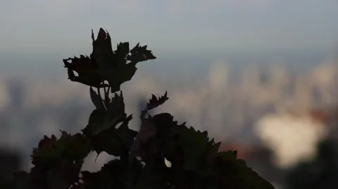 Beirut Skyline Stock Footage 51743523