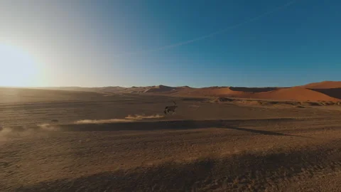 Beisa Antelope Runs Away from a Drone Stock Footage 297577892