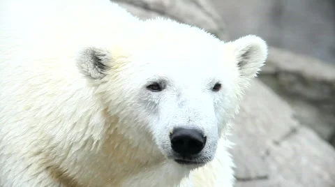 BeisbarMVI 9753 Stock Footage 502363