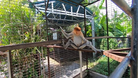 Bekantan Proboscis monkey in a cage Stock-Footage 128064947