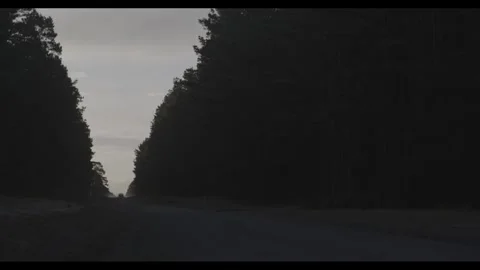 Belanglo Forrest driving Stock Footage 336536620