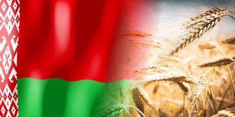 Belarus - flag and ripe rye field - crops, cereal, harvest concept Illustrazione stock