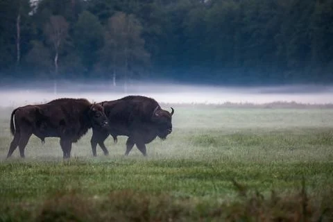 Belarus north trip Stock Photos