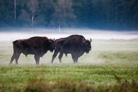 Belarus north trip Stock Photos