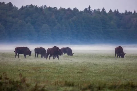 Belarus north trip Stock Photos