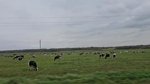 Belarus October 6 th 2024 Black and white cows grazing in a lush green field in Stock Footage 306614849