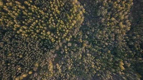 Belarusian forest Video stock 94967518