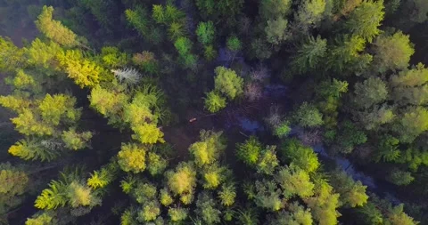 Belarusian forest at sunrise Stock Footage 241920666