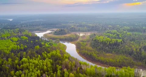 Belarusian forest at sunrise Stock Footage 241921207