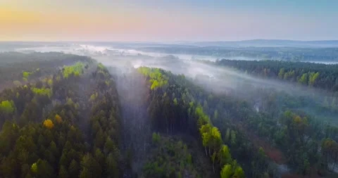 Belarusian forest at sunrise Stock Footage 241921460