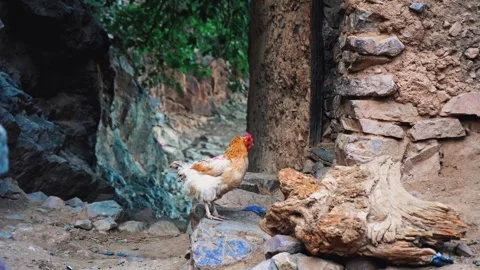 Beldi hens pecking dry soil, Morocco, Africa Vídeo Stock 276180427
