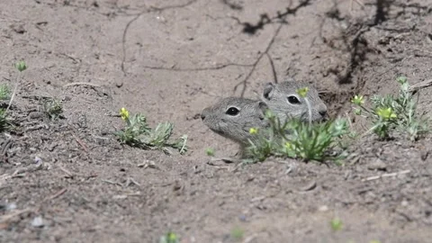 Belding's Ground Squirrel at burrow, full body shot at burrow Video stock 152993867