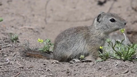 Belding's Ground Squirrel closeup with yellow flowers Stock Footage 152993857
