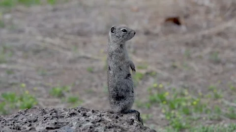 Belding's Ground Squirrel, head and shoulders, looking right Stock-Footage 152993862