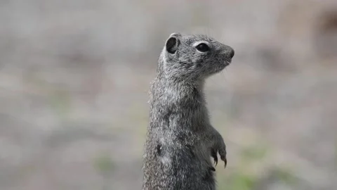 Belding's Ground Squirrel in the high desert, head and shoulders facing right Stock Footage 152993866