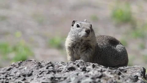 Belding's Ground squirrel in the high desert, resting on rock Stock Footage 152993868