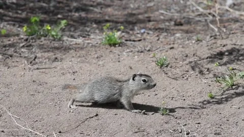 Belding's Ground Squirrel in the high desert, playing in sand, Stock Footage 152993874