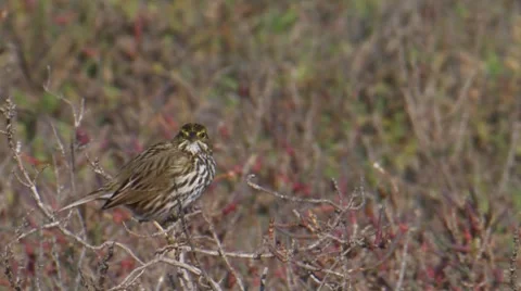 "Belding's" Savannah Sparrow Video stock 8507155
