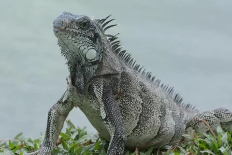 Belem iguana lizard MS head Stock Photos