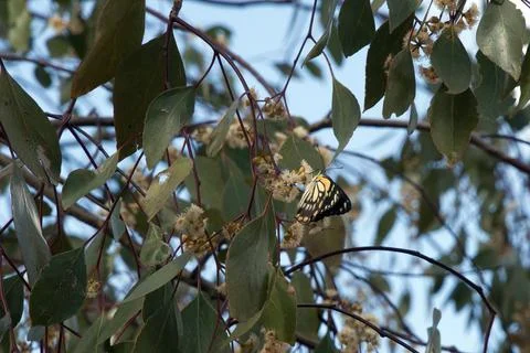 Belenois java or common white butterfly feeding on a eucalyptus flower Stock Photos
