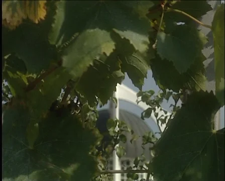 Belfry trough vineyard Stock Footage 995228
