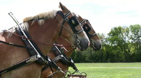Belgian Draft horses Stock Footage 97505