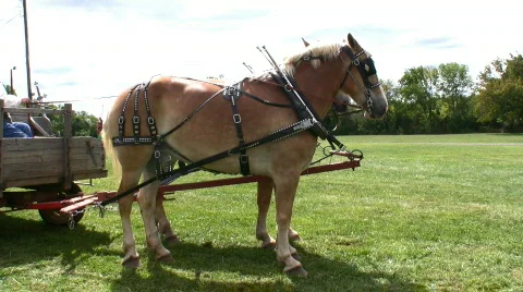 Belgian draft horses full view Video stock 97504