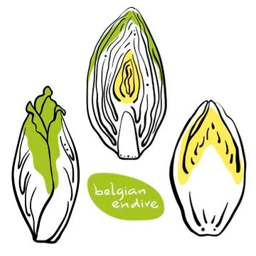 Belgian endive. Hand drawn vector vegetable icons Stock Illustration