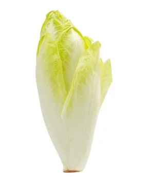 Belgian Endive Stock Photos