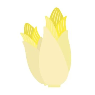 Belgian Endive Vector Illustration Иллюстрация