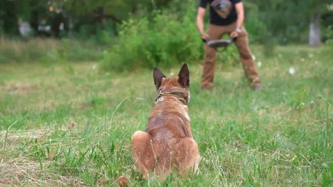 A Belgian Malinois Attacks A Toy Held By A Man Stock Footage 130045053