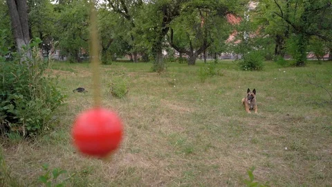 Belgian Malinois Attacks A Training Red Ball In Park Stock Footage 130044135