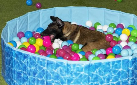 Belgian Malinois in a ball pit 写真素材