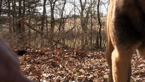 Belgian Malinois chasing a stick Stock Footage 105831204