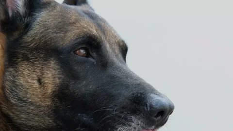 Belgian malinois close up. Happy smiling dog portrait in white background. Stock Footage 130385671