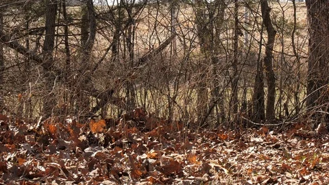 Belgian Malinois dog chasing stick Stock Footage 105821753