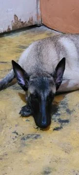 Belgian Malinois Dog Guard Working Canine Outdoor Portait 스톡 사진