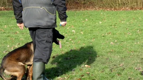 Belgian malinois dog training Video stock 123796943