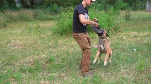 A Belgian Malinois Grabbed His Teeth Into The Toy That The Man Holds Stock Footage 130130490