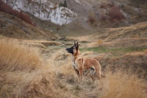 Belgian Malinois looking over a mountain valley Stock Photos