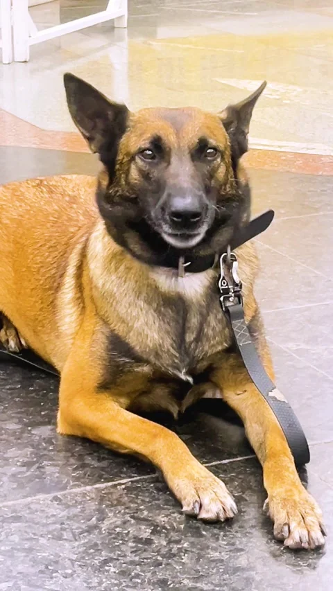 Belgian Malinois Lying on the Floor Waiting for Its Handlers Command Vídeo Stock 346518924