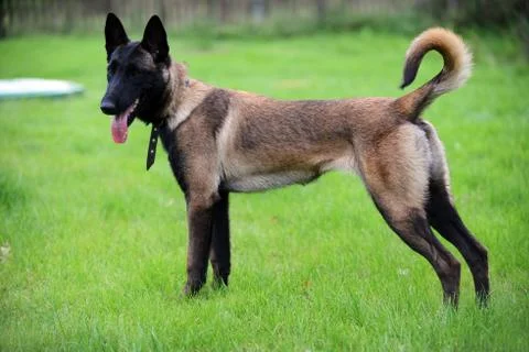 Belgian malinois Stock Photos