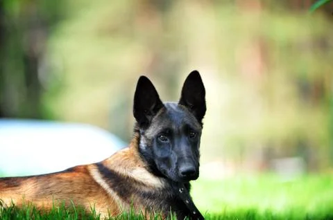 Belgian malinois Stock Photos