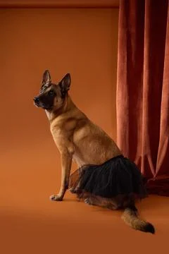 Belgian Malinois posing in black tutu on orange background Stock Photos