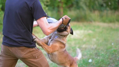 Belgian Malinois Is Preparing To Attack The Toy From His Trainer Stock Footage 130044813