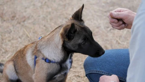 Belgian Malinois puppy eating tidbits from trainer's hand. Close up shot. Stock Footage 116124706