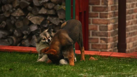 Belgian Malinois Puppy Playing and Stock Video Pond5